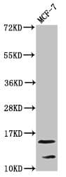 HIST1H2AI Antibody