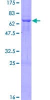 Human ST8SIA2 / STX Protein (Recombinant GST)