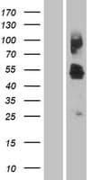 SLC46A1 / HCP1 Protein (Over-Expression Lysate Myc-DDK (Flag))