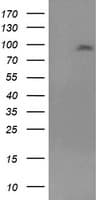Monoclonal Mouse anti-Human GPR49 / LGR5 Antibody (clone OTI7H7, Carrier-free, aa250-550, IF, WB)
