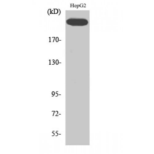 KDR / VEGFR2 / FLK1 Antibody (1150-1230 aa)