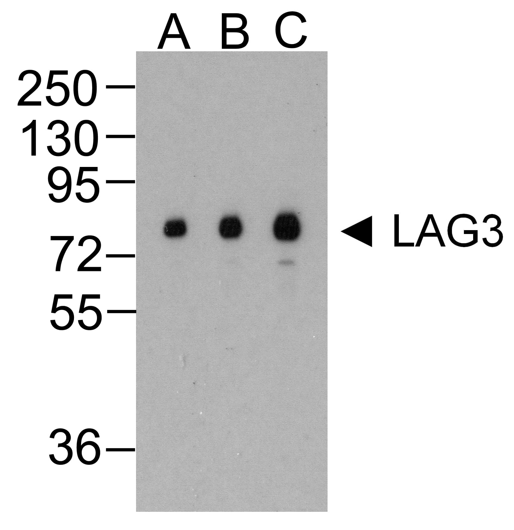 Monoclonal Mouse anti-Human LAG3 Antibody (clone 2G8, IHC, IF, WB)