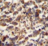 MtTFA / TFAM Antibody (aa216-246)