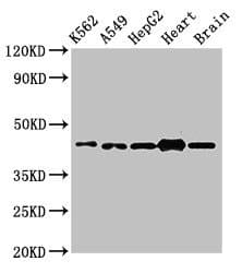 AGPAT3 Antibody