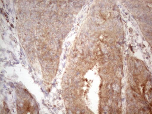 Monoclonal Mouse anti-Human TNFSF5IP1 / CLAST3 Antibody (clone OTI2E12, IHC, WB)