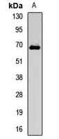 FUBP1 Antibody