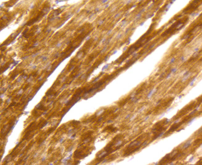 PRKCA / PKC-Alpha Antibody