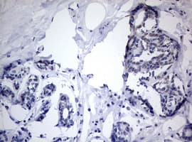 TIA-1 Antibody (clone OTI1D7)