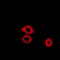 IHC-plus™ PAICS / ADE2 Antibody