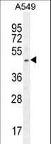 SOX3 Antibody (aa189-218)