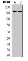 ERBB3 / HER3 Antibody (C-Terminus)