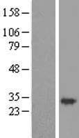 GEMIN8 Protein (Over-Expression Lysate Myc-DDK (Flag))