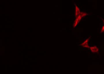 SIRPB1 / CD172b Antibody