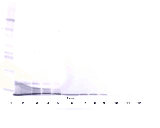 PROK1 / EG-VEGF Antibody