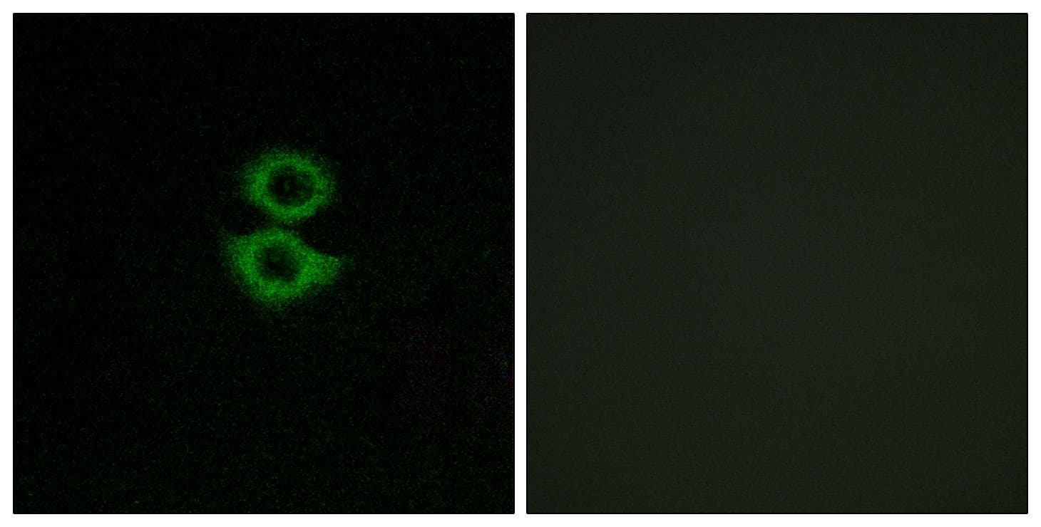 Olfactory Receptor-like protein PJCG2 Antibody