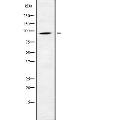 CATSPER1 / CATSPER Antibody
