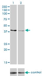 Monoclonal Mouse anti-Human CKMT1B Antibody (clone 2C8, WB)