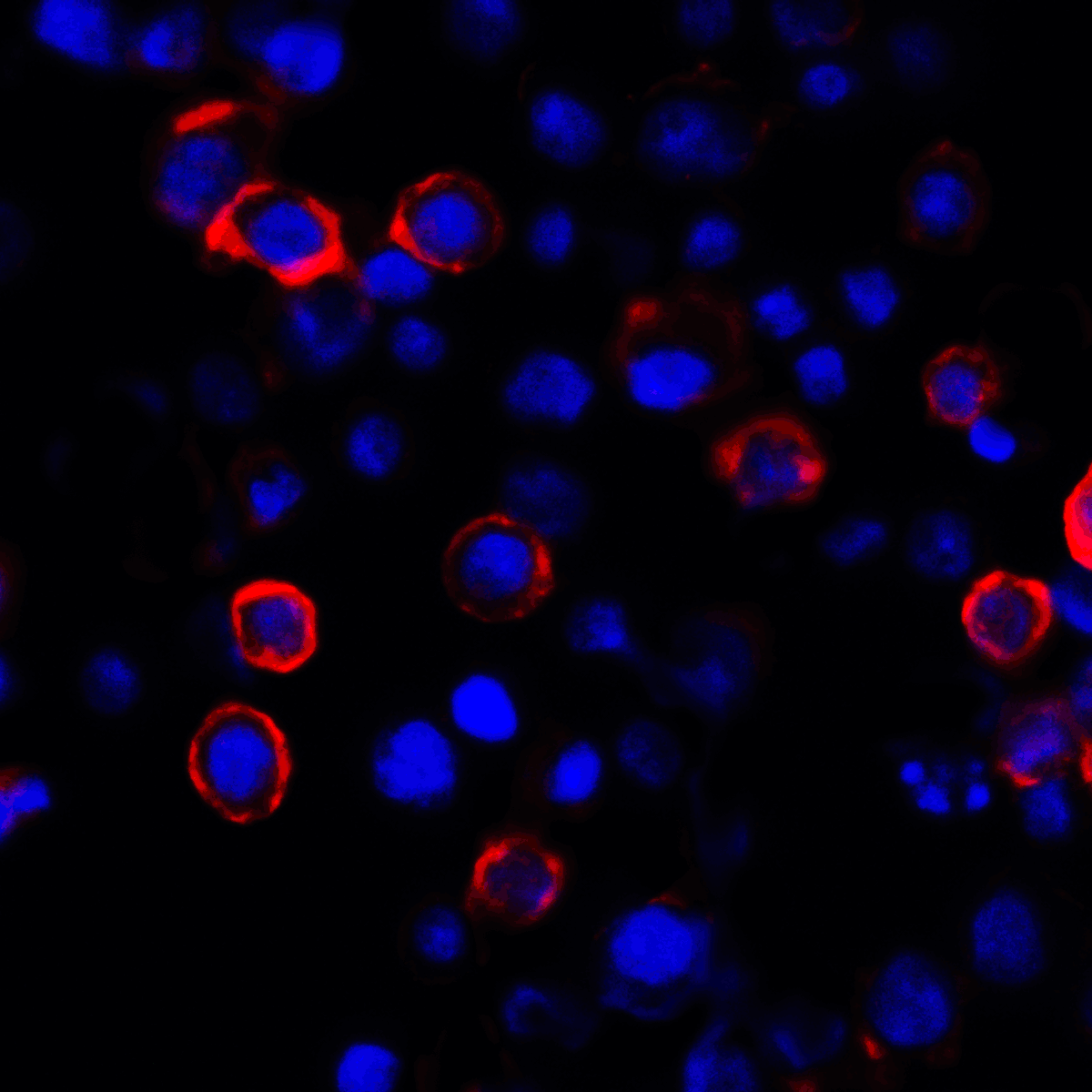 CD274 / B7-H1 / PD-L1 Antibody (clone 1D7)
