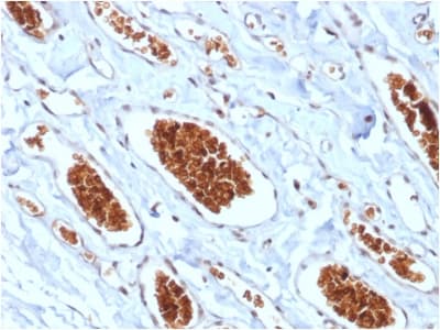 GYPA / CD235a / Glycophorin A Antibody (clone rGYPA/280, Azide-free, Carrier-free)