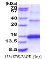 Human KCNMB3 Protein (Recombinant His)