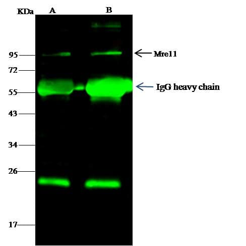 Polyclonal Rabbit anti-Human MRE11A / MRE11 Antibody (Preservative Free, WB)