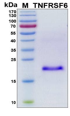 Human CD95 / FAS Protein (Recombinant His, N-Terminal)
