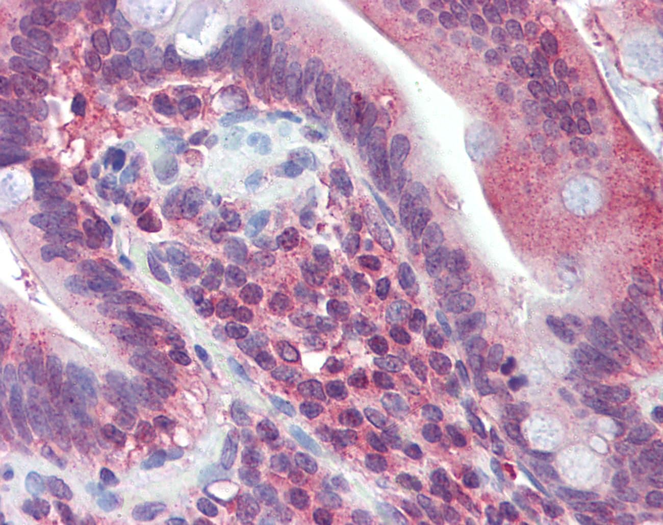 JAZF1 Antibody (C-Terminus)
