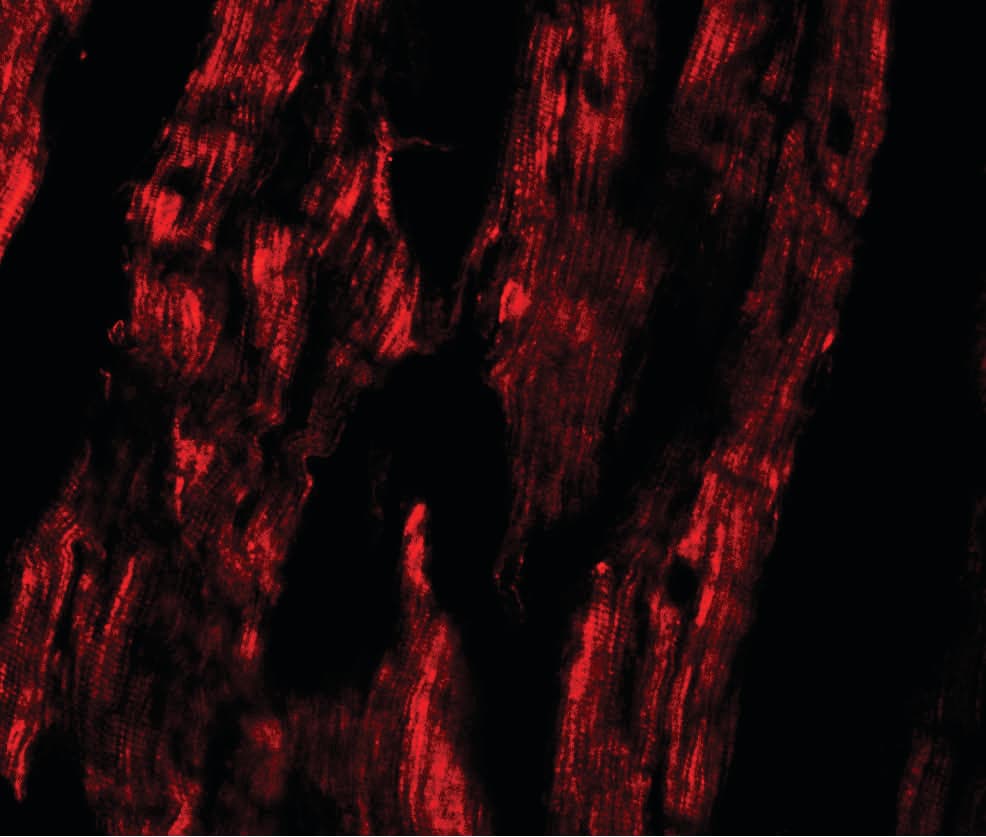 Polyclonal Rabbit anti-Human ESRRB / ERR Beta Antibody (IHC, IF, WB)