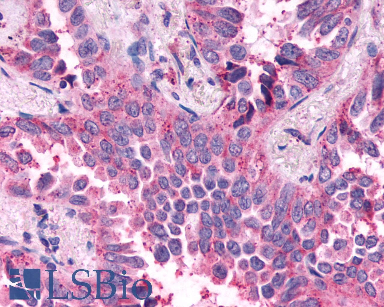 PathPlus™ NPY4R / PPYR1 Antibody (Extracellular Domain)