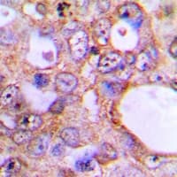 USP50 Antibody