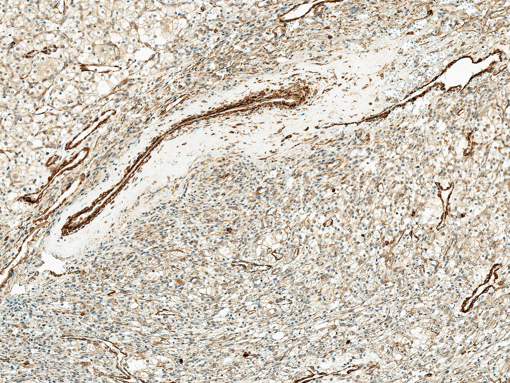 KCNJ10 / SESAME / KIR4.1 Antibody (APC)