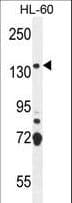 SOS2 Antibody (aa188-215)