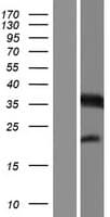 MTFR1 Protein (Over-Expression Lysate Myc-DDK (Flag))