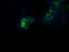 POGK Antibody (clone OTI4C8)