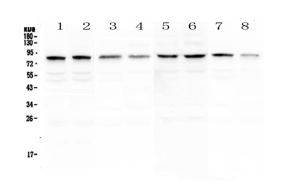 POLI Antibody