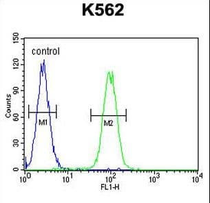 DDX11 / CHLR1 Antibody (aa819-847)