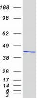 Human NUDEL / NDEL1 Protein (Recombinant Myc-DDK (Flag))