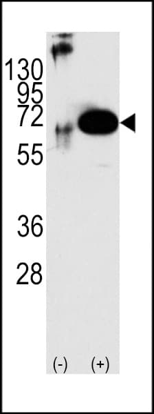 PTPN11 / SHP-2 / NS1 Antibody