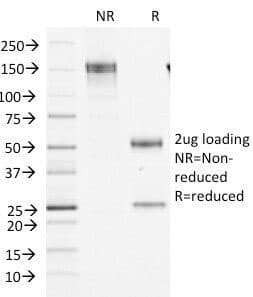 Monoclonal Mouse anti-Human F13A1 / Factor XIIIa Antibody (clone F13A1/1448, Azide-free,BSA-free, IHC, IF, WB)
