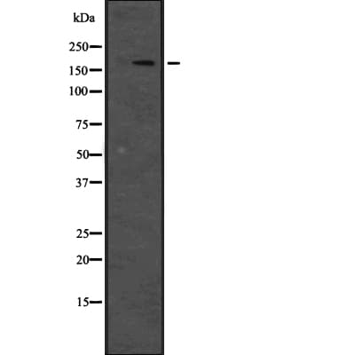 SPAG9 Antibody
