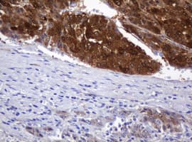 DDT / Dopamine Tautomerase Antibody (clone OTI1F12, Carrier-free)