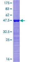 Human BTF3L4 Protein (Recombinant GST)
