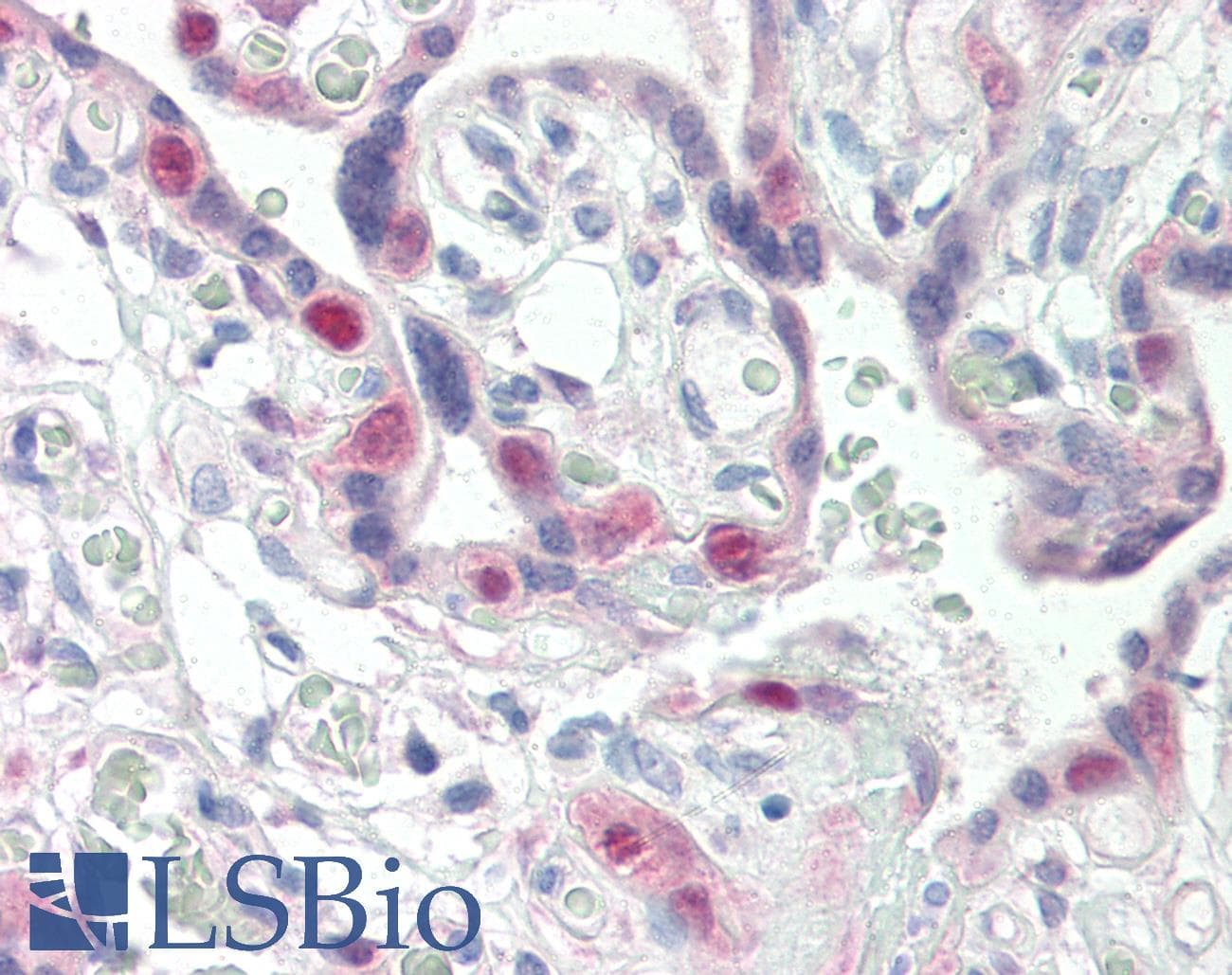 IHC-plus™ CDK2 Antibody (clone AN4.3)