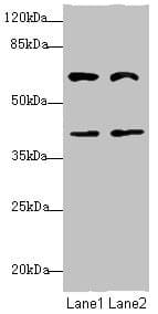 SMIF / DCP1A Antibody
