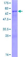 Human PCMTD2 Protein (Recombinant GST)
