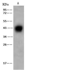 AZGP1 / ZAG Antibody (Preservative Free)