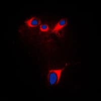 CYP2E1 Antibody (C-Terminus)