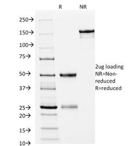 HLA-DRB1 Antibody (clone L243)