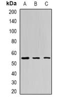 BPI Antibody