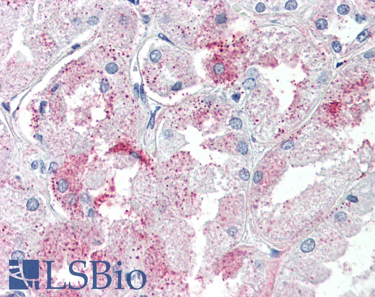 IHC-plus™ GPR146 Antibody (Internal)